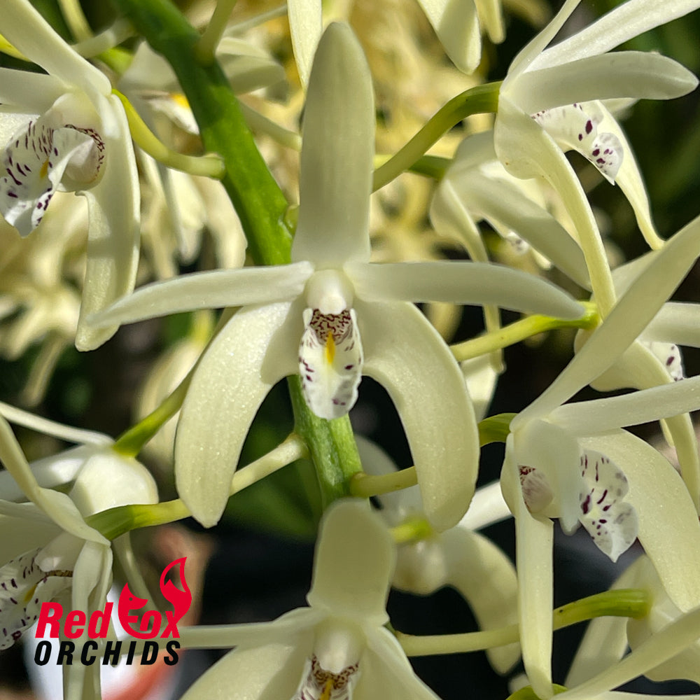 Dendrobium speciosum (var. capricorne X var. curvicaule) X Den. speciosum ('Daylight Moon' X Big Cream)