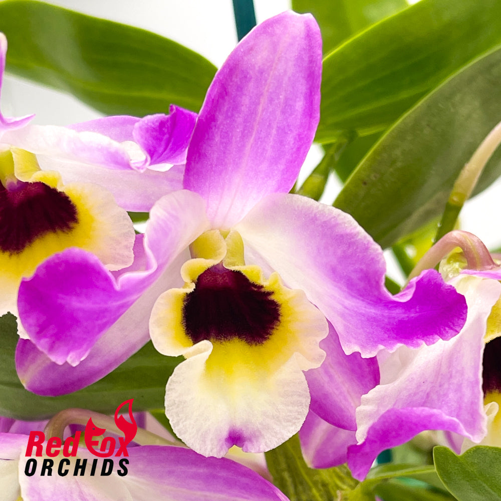 Dendrobium Hamana Lake X (Buderim Fantasy X Canary Bird X Hoshimusume) X (Larapinta Butterfly)