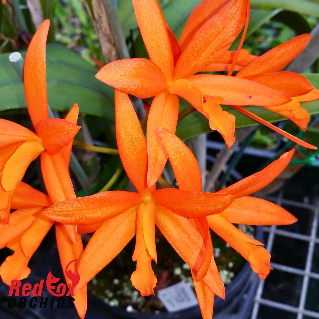 Cattlianthe Trick or Treat X Cattlianthe Trick or Treat 'Burnt Orange'