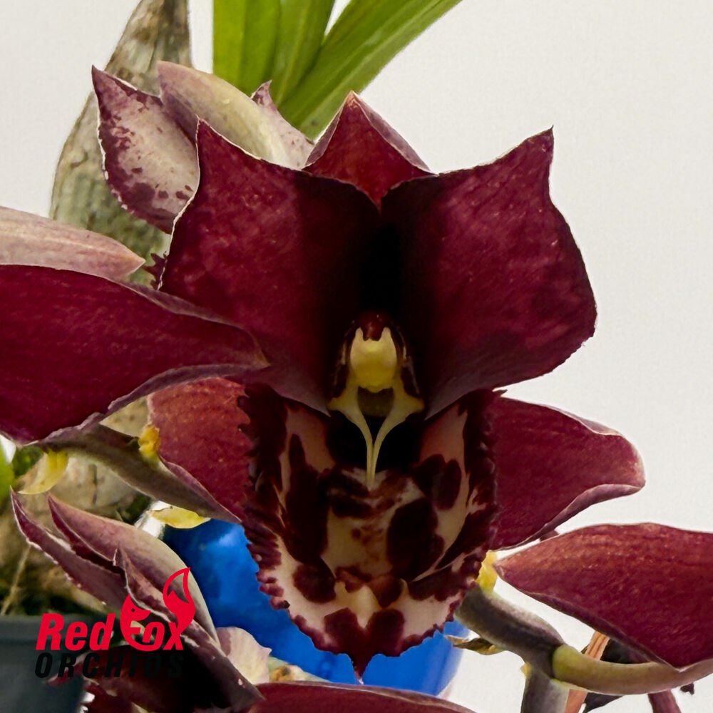 Catasetum Extravaganza 'Best Yet' X Ctsm. Dentigrianum 'Best'