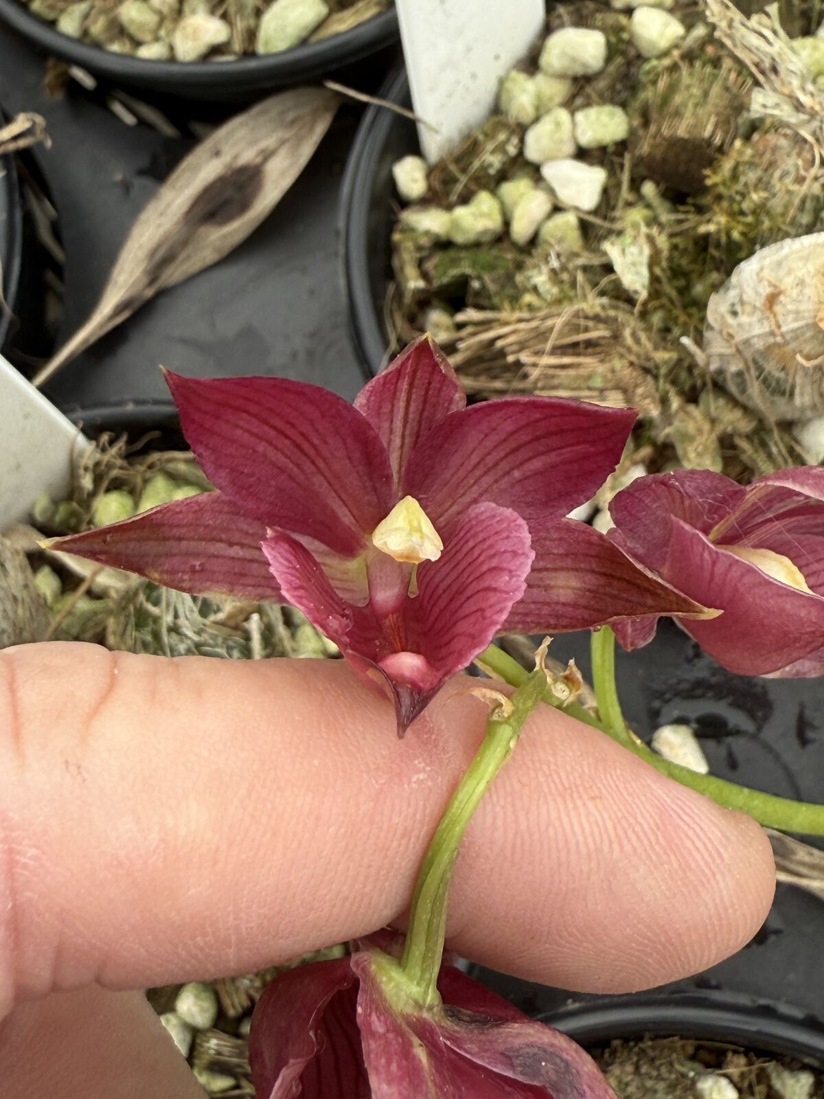 Clowesia Grace Dunn 'Live Oak' HCC/AOS X Morm. Jumbo Bacia 'SVO' AM/AOS