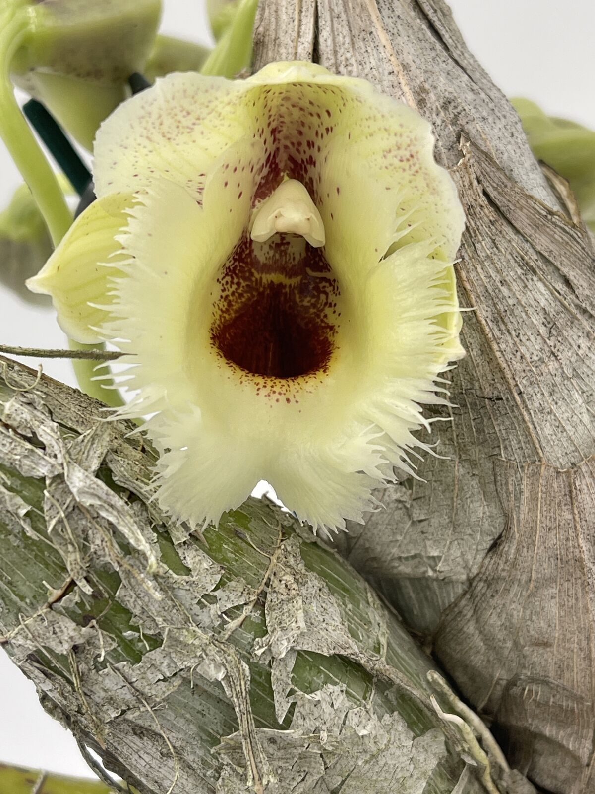 Clowesia warczewitzii 'SVO' X Ctsm. Orchidglade 'Davie Ranches' AM/AOS