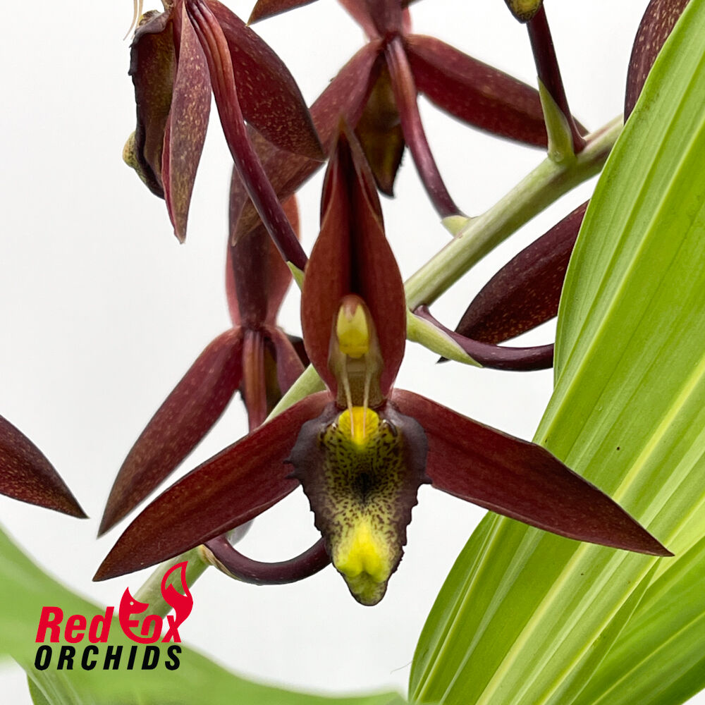 Catasetum tenebrosum 'Ed Wise' AM/AOS X Ctsm. callosum 'SVO Black Lip' AM/AOS