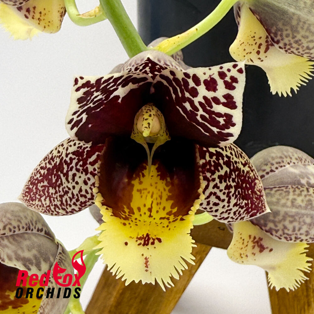 Catasetum Chuck Taylor 'Way Good' X Ctsm. Dentigrianum 'Best'