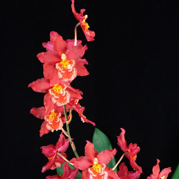 Wilsonara Pacific Panache 'Dorothy Jean'