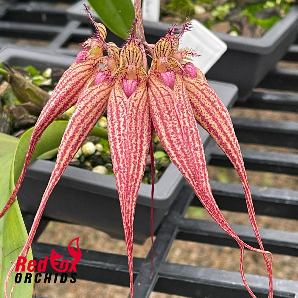 Bulbophyllum Elizabeth Ann Buckleberry