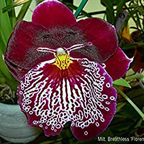 Miltoniopsis Breathless 'Florence'
