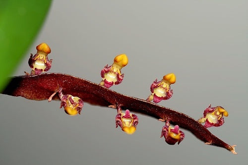 Bulbophyllum falcata