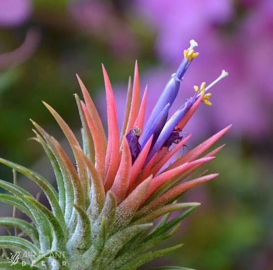 Tillandsia ionantha