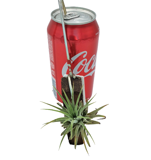 Tillandsia ionantha