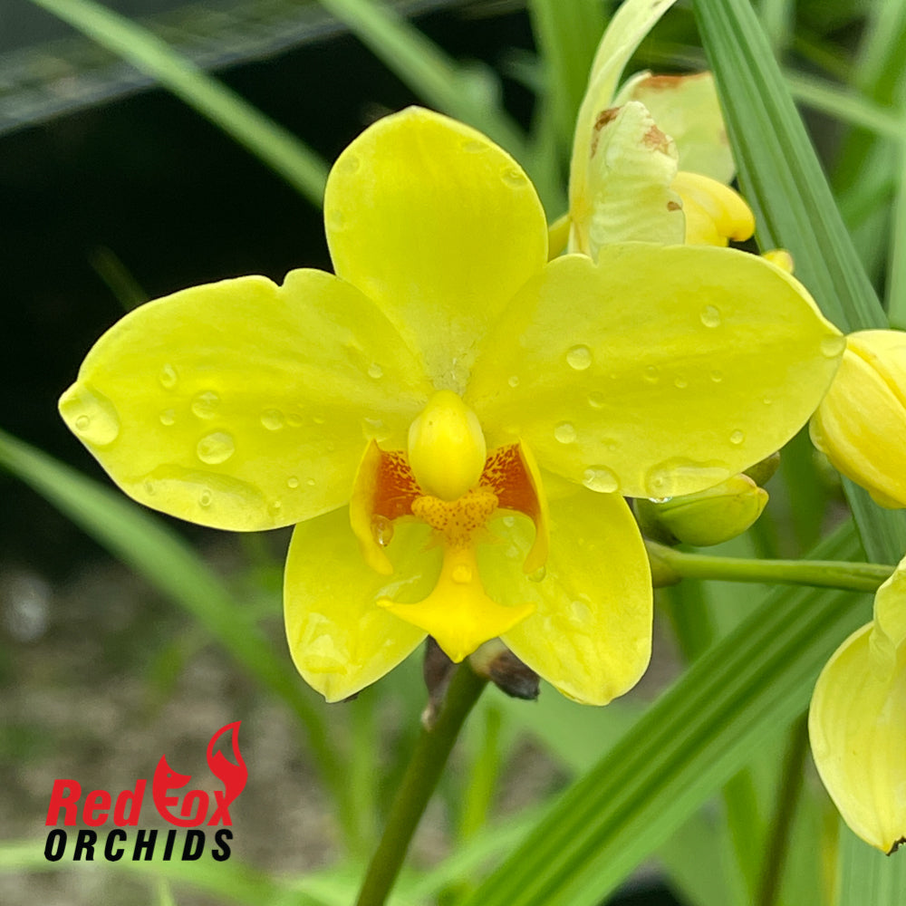 Spathoglottis 'Lemon Kiss'