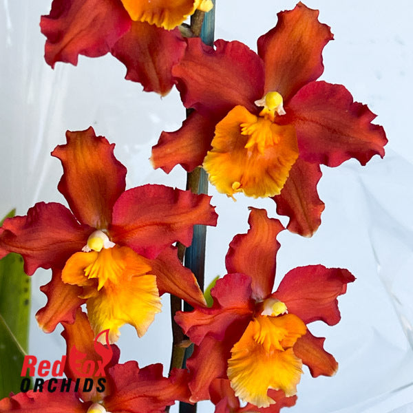 Wilsonara Hilo Firecracker 'Bling'
