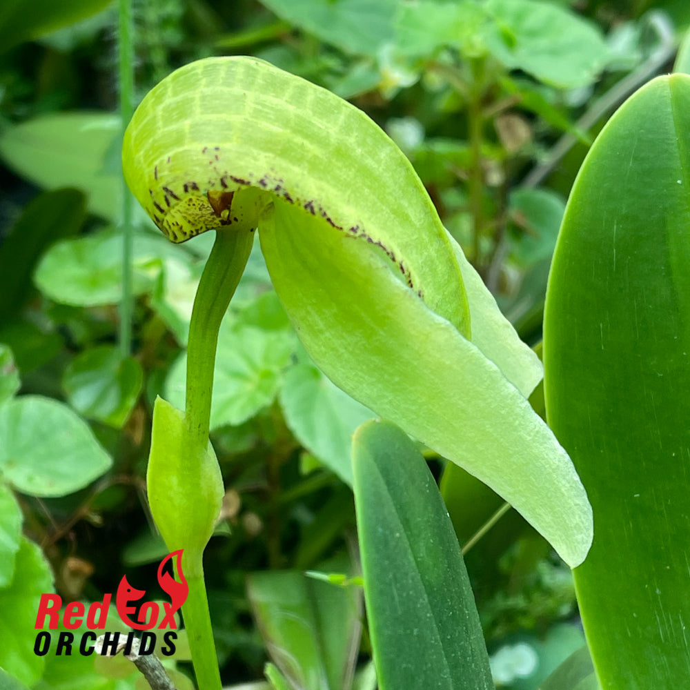 Bulbophyllum grandiflorum 'Green'