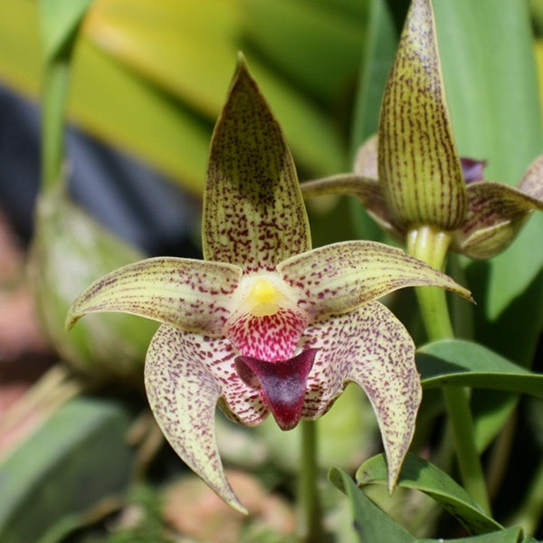 Bulbophyllum schabile