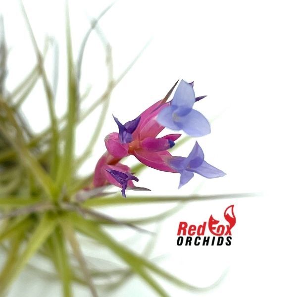 Tillandsia aeranthos