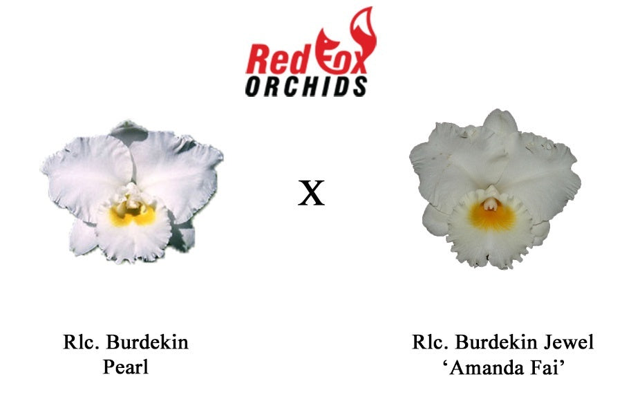 Rlc. Burdekin Pearl x Burdekin Jewel 'Amanda Fai'
