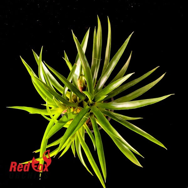 Vriesea Pinkert