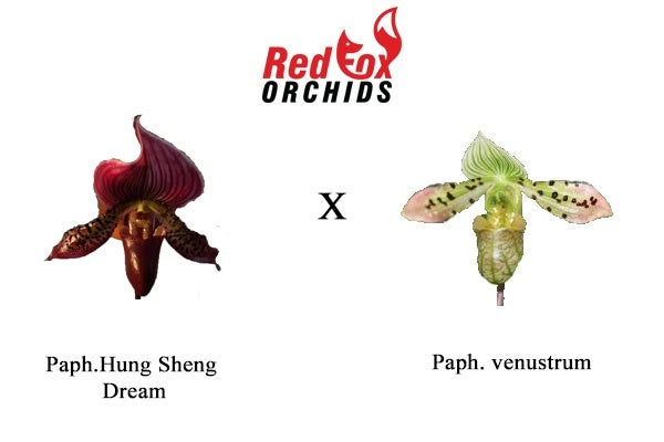Paphiopedilum (Hung Sheng Bruno x Hsinying Web) x venustum