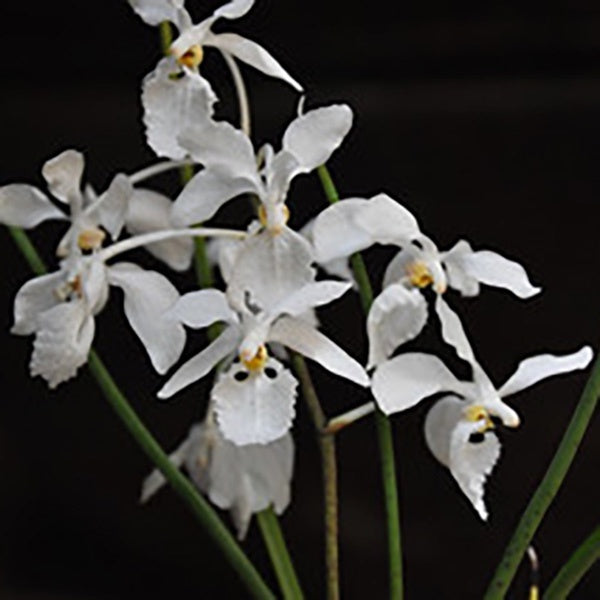 Holcoglossum subulifolium