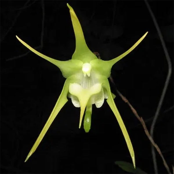 Aeranthes grandiflora