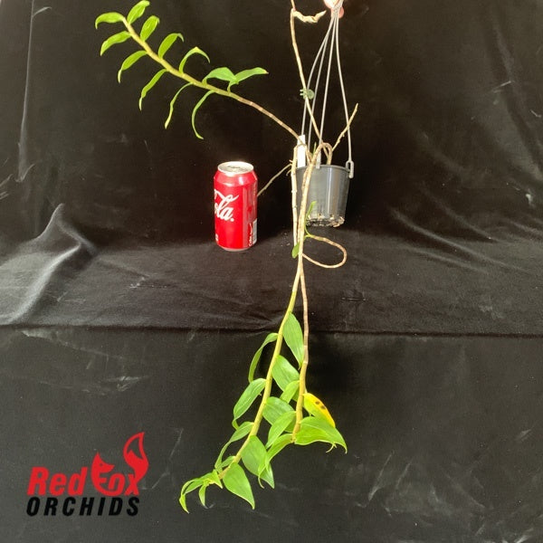 Dendrobium henryi