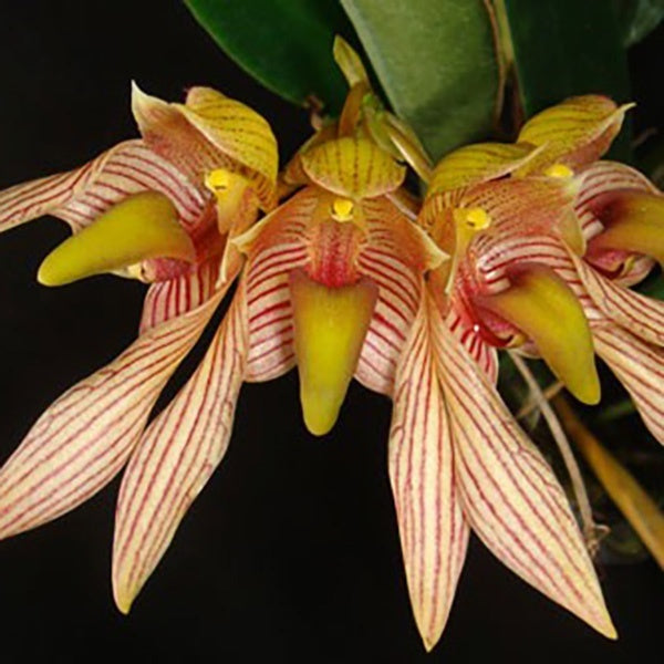 Bulbophyllum bicolor