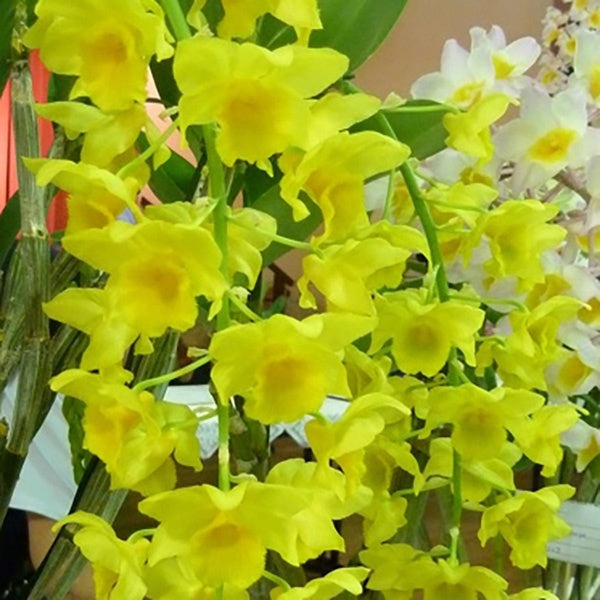 Dendrobium densiflorum x griffithsianum