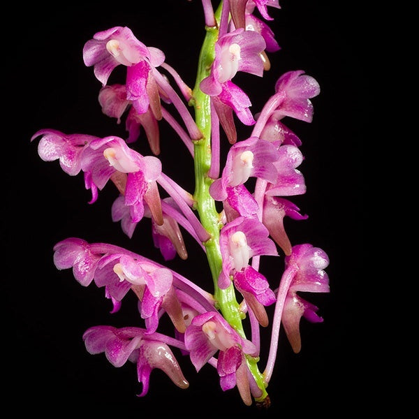Aerides leeana