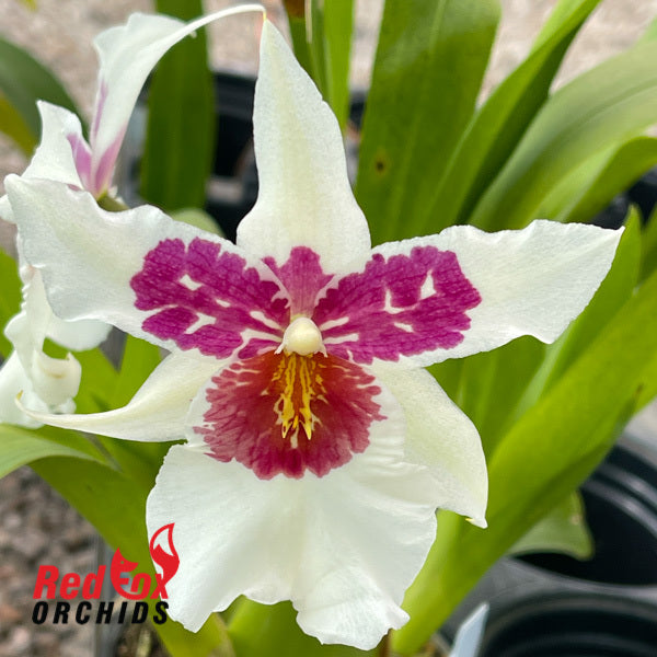 Beallara Big Shot 'Hilo Sparkle'