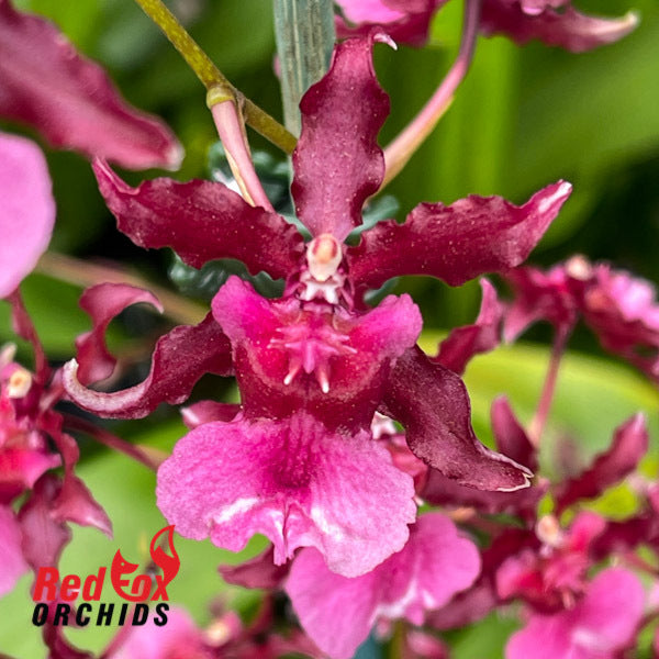 Oncidium Heaven Scent 'Sweet Baby'