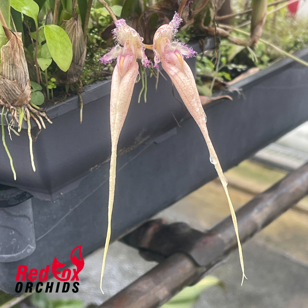 Bulbophyllum Meen Rainbow Rider