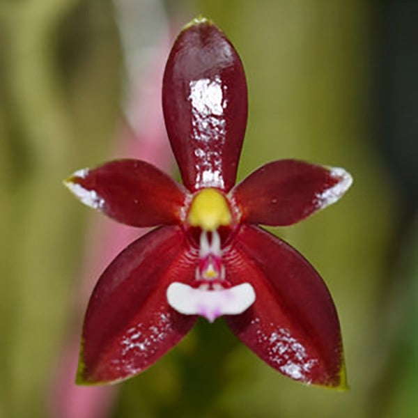 Phalaenopsis cornu-cervi Var. Chattaliadda (4n)
