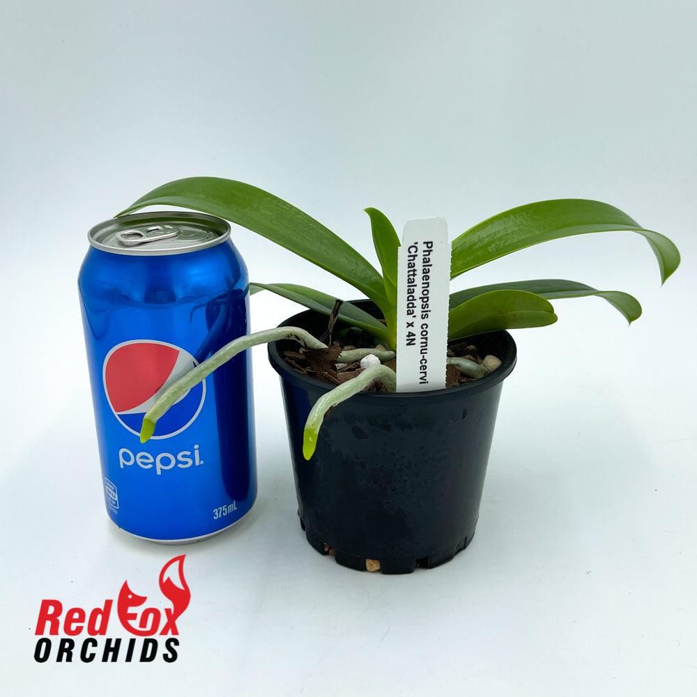 Phalaenopsis cornu-cervi Var. Chattaliadda (4n)