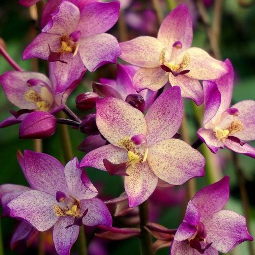 Spathoglottis Far Out Freckles