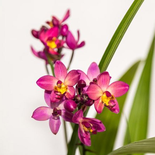 Spathoglottis 'Rockin Plum'