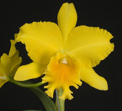 Rhyncholaeliocattleya Haw Yuan Gold 'YK #2'