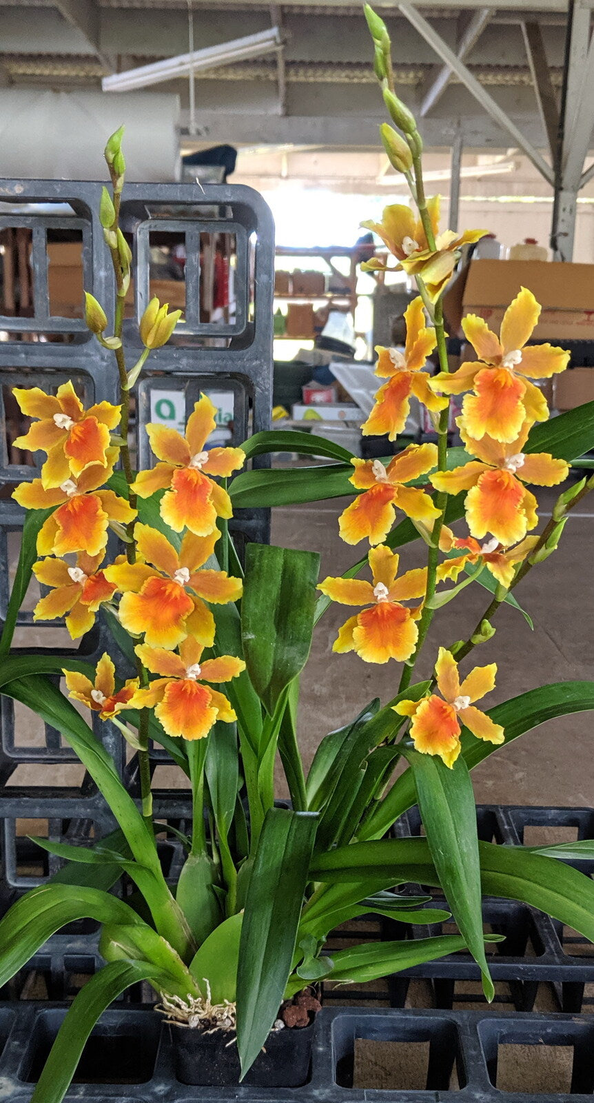 Burrageara Brazilian Sun 'Samba'
