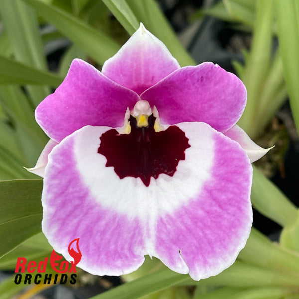 Miltoniopsis Boulivot 'THX1138'