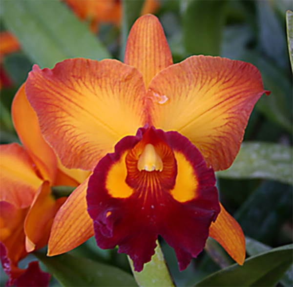 Brassolaeliocattleya Chunyeah #19