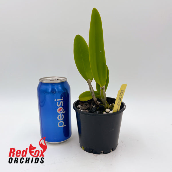 Brassolaeliocattleya Chunyeah #19