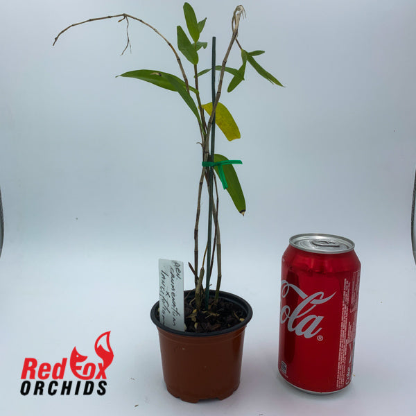 Dendrobium crumenatum x lancifolium