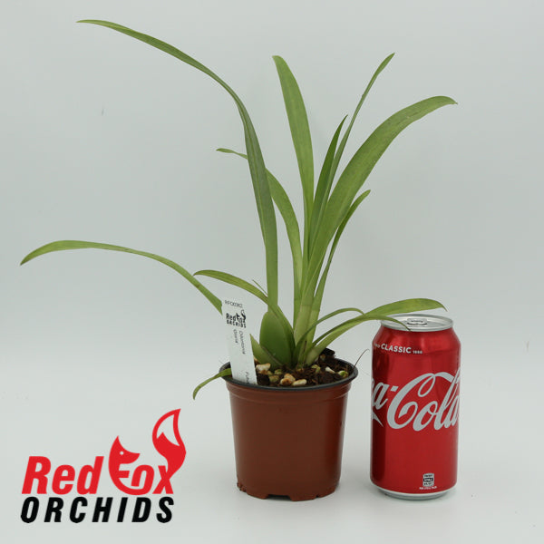 Odontonia Futuresque ‘Gloria’