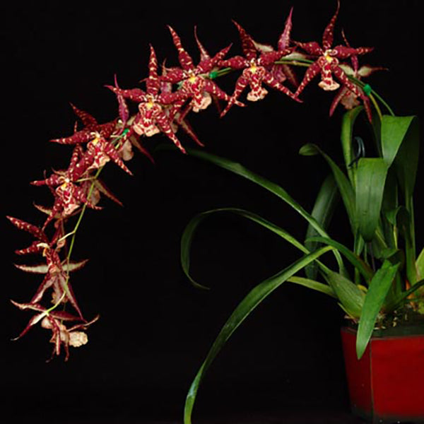 Sanderara Black Star 'Pacific Red Star'