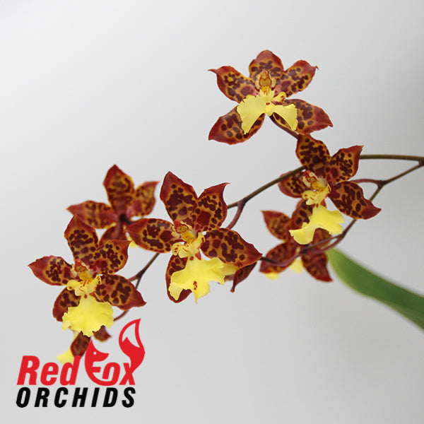 Odontocidium Sunlight 'Pesky Panther'