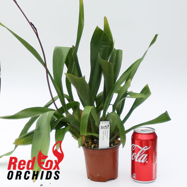 Odontocidium Sunlight 'Pesky Panther'