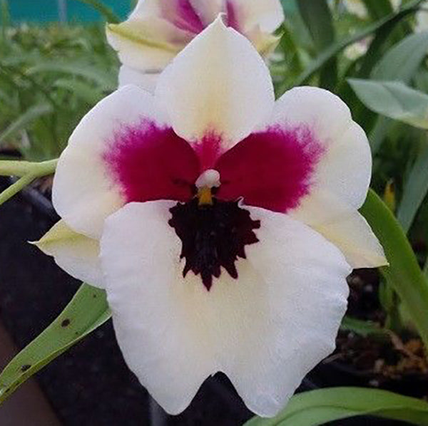 Miltoniopsis Kelly 'Bullseye'