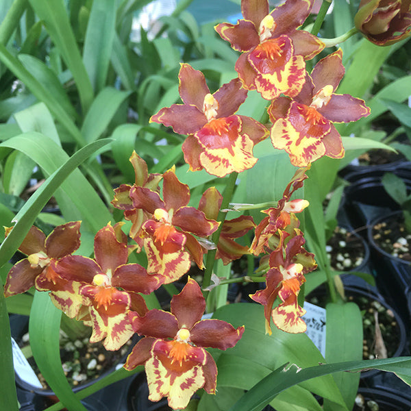 Wilsonara Caramel Confections 'Sweet Brown Sugar'
