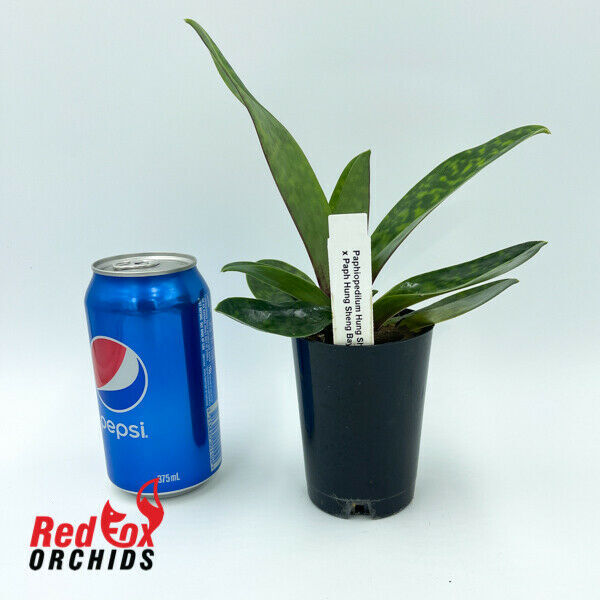 Paphiopedilum Hung Sheng Glow x Hung Sheng Bay