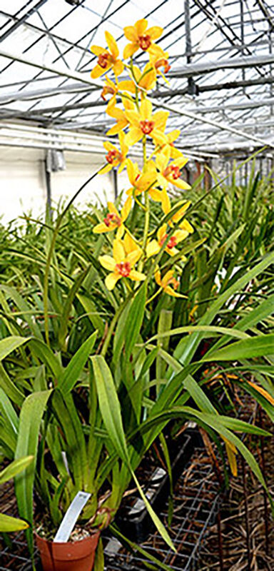 Grammatocymbidium Pakkret Panorama 'Ruiter'