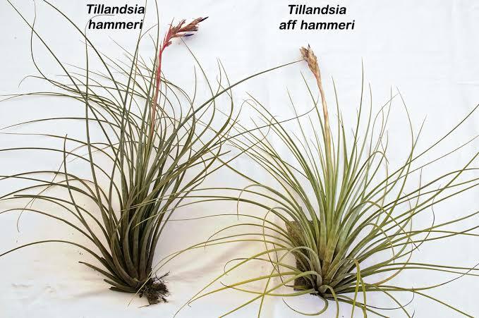 Tillandsia aff hammerii